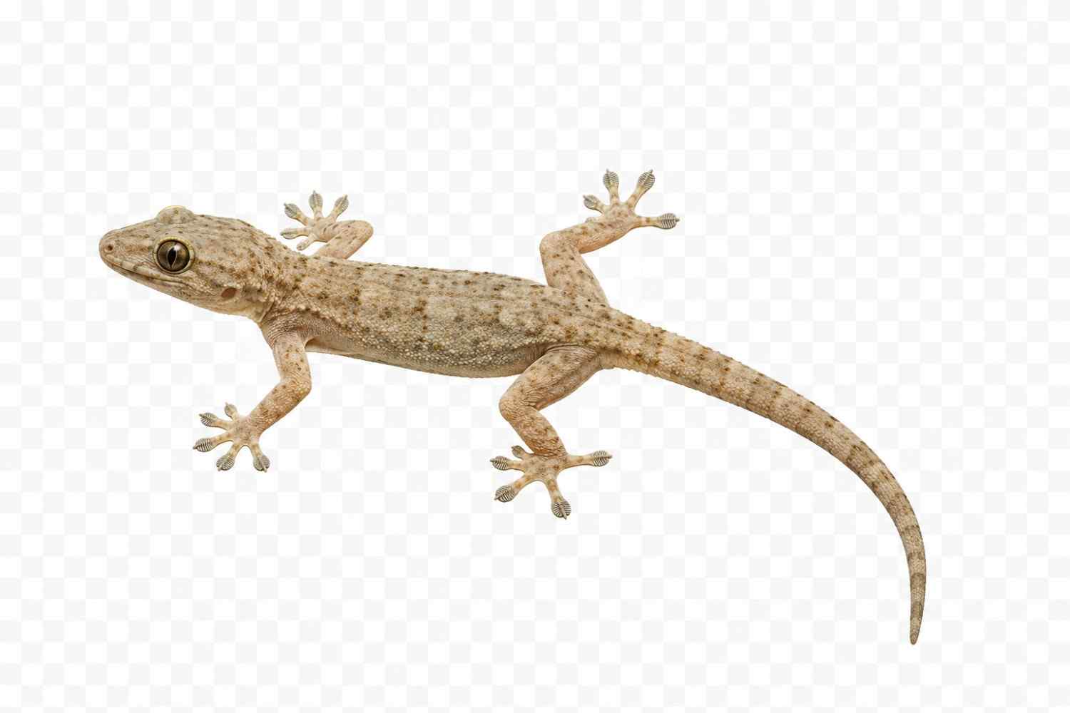 Lizard Control