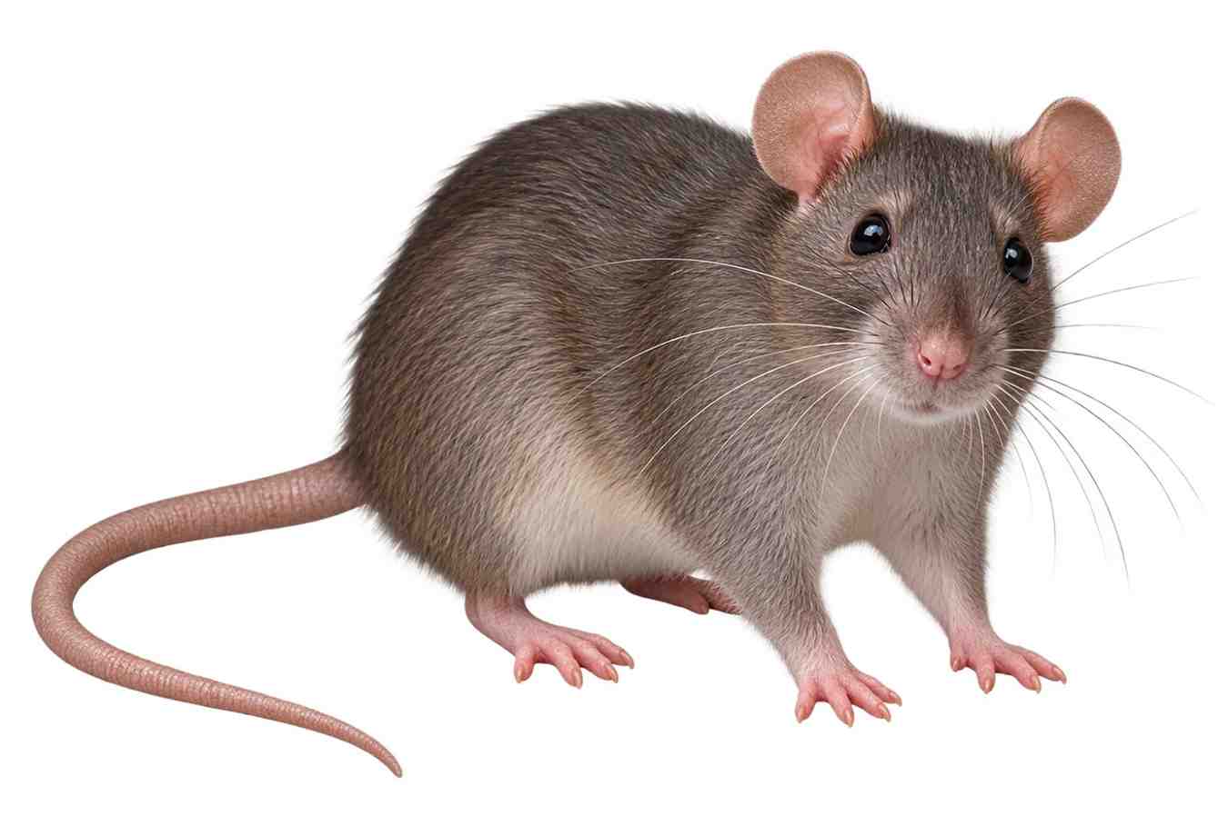 Rat Control