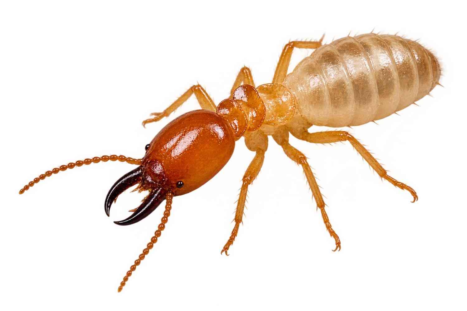 Termite Control